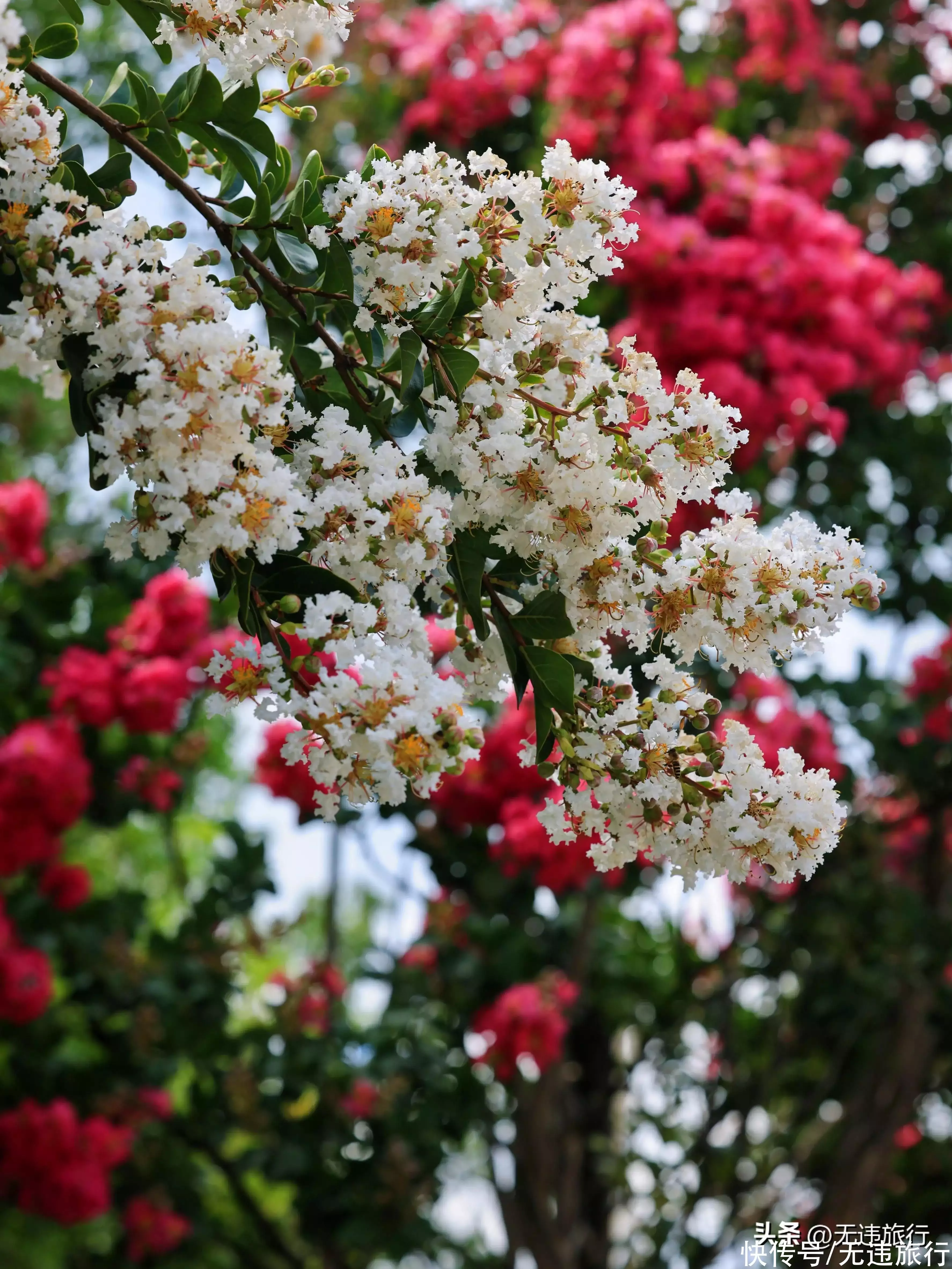 大理紫薇花身边的风景简直太美啦