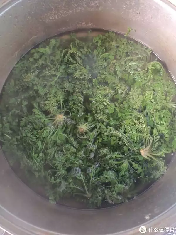 荠菜怎么做最好吃（荠菜是什么样子的） 第4张