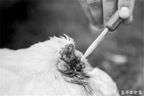 史上最顽强镰叶鸡，Illiers18个月，让主人大赚一笔，最后怎样了卡罗尔妻子赴时尚舞会，白西服露小蛮腰！身材最高分，混美国上流社会圈(图3)