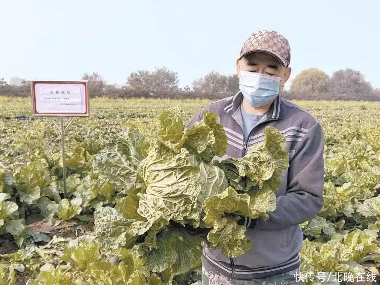 心里美（心里美萝卜的功效与作用） 第2张