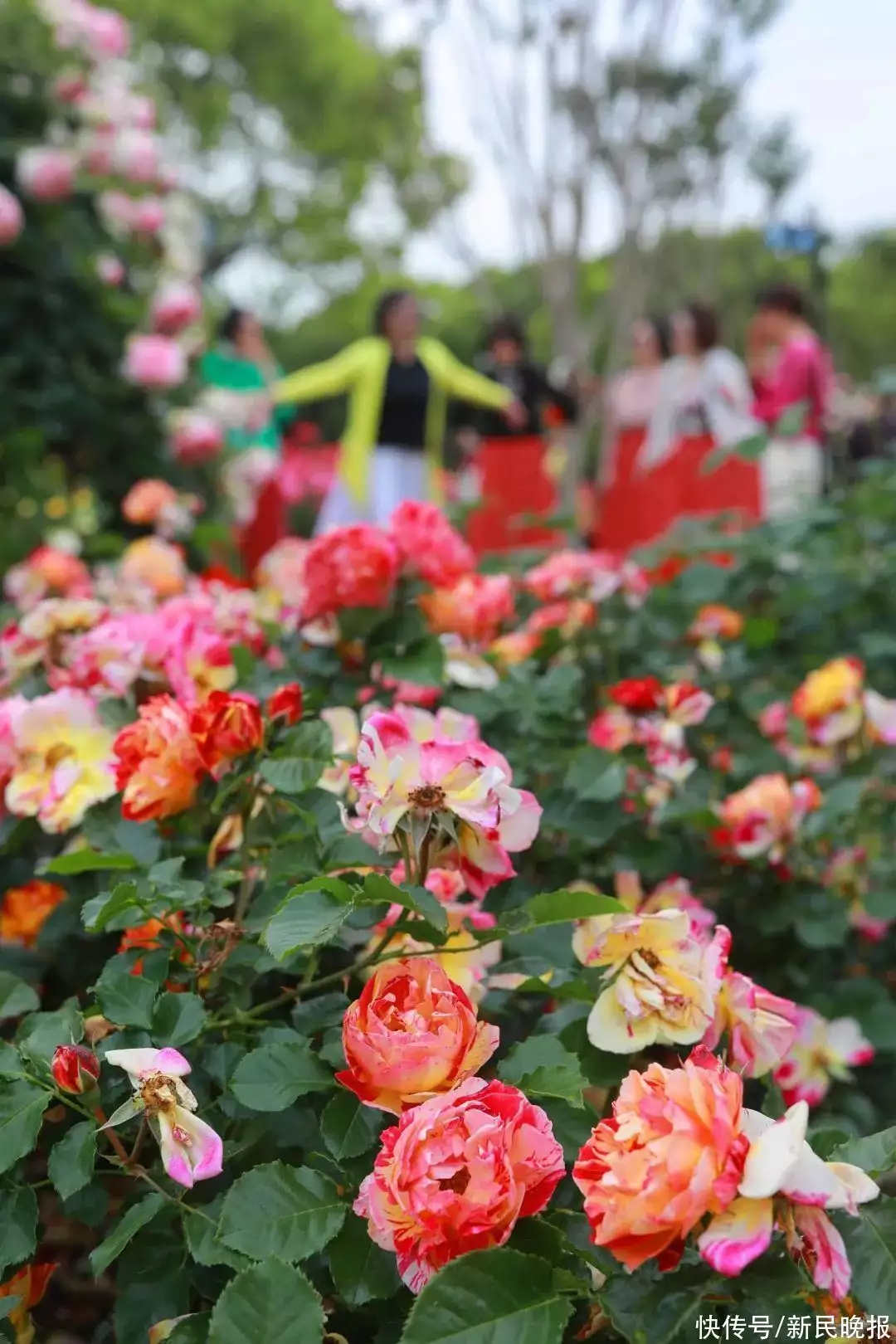 蓼子花（蓼子花海） 第6张