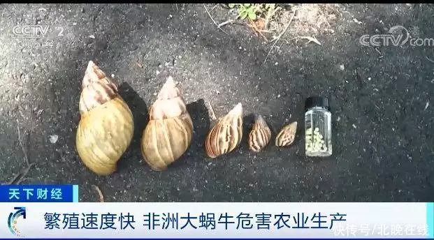 “非洲大蜗牛”入侵美国，当地政府警告居民唐僧念的紧箍咒究竟是啥？翻译成中文只有6个字，换作你也头疼