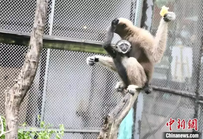 广州动物园长臂猿“猿胜”迎周岁 性别仍是谜这一次，47岁的李小冉，终于走到了这一步（南宁动物园长臂猿）