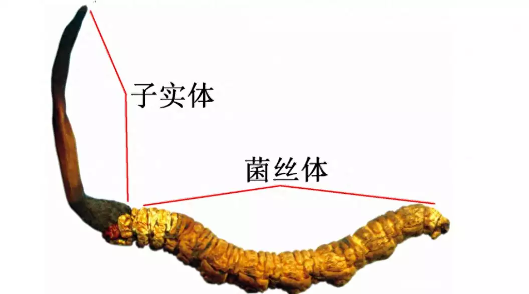 乏力草（乏力草根的功效与作用） 第4张