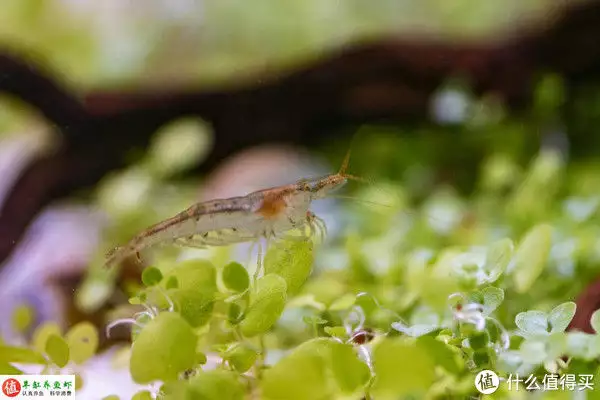 樱花虾（樱花虾抱卵之后怎么养） 第2张