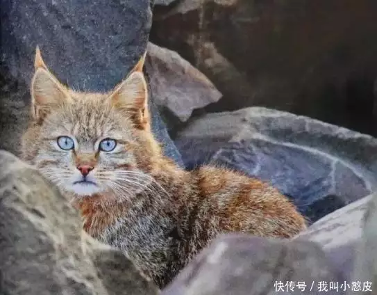 四川达古冰川首次发现荒漠猫（达古冰川在川藏线上吗） 第3张