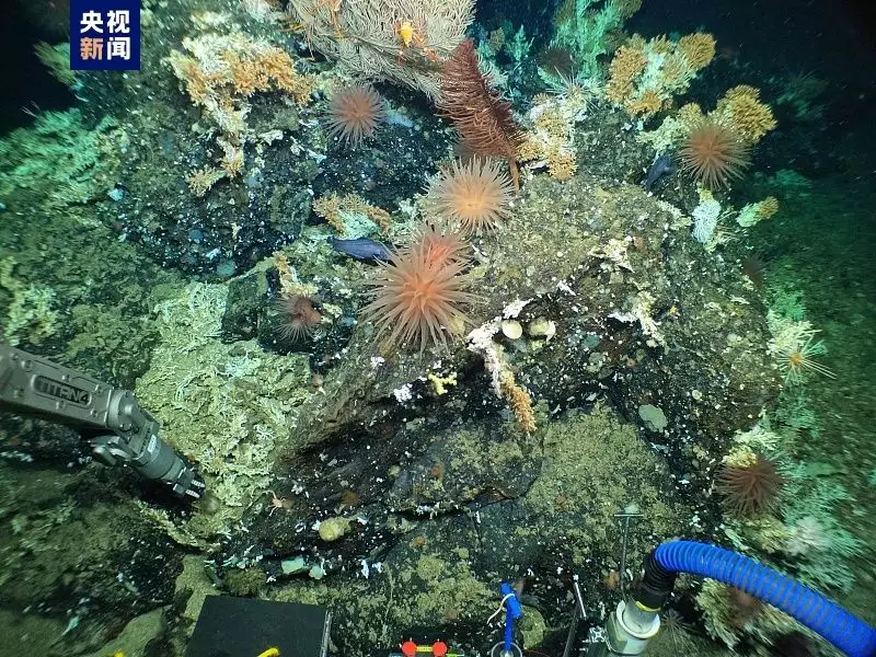 研究人员在加拉帕戈斯群岛发现新珊瑚礁