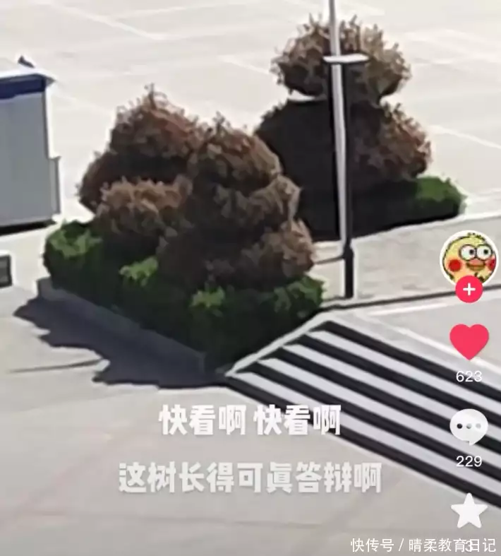 笑树（笑树的特点是什么） 第9张