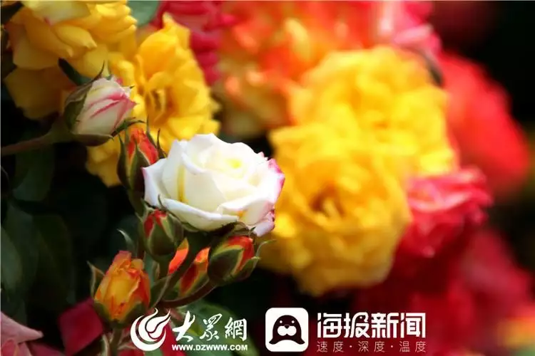 莱州月季花（莱州月季花开放时间） 第7张