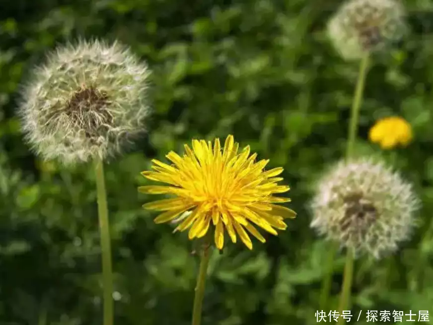 企业认证 探索智士屋