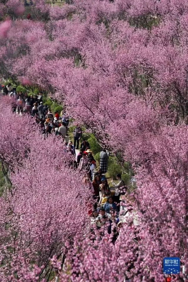 锦屏春暖（锦屏春暖欣欣向荣这本多少万字） 第9张