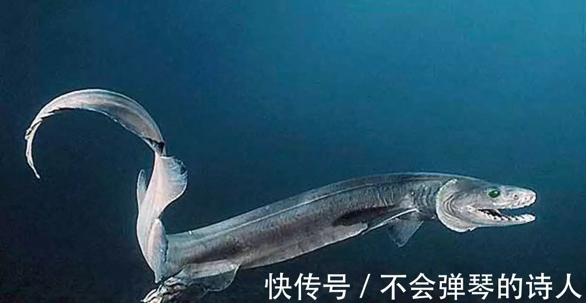 世界上最奇特的生物，皱鳃鲨榜上有名，是最原始的鲨鱼之一！