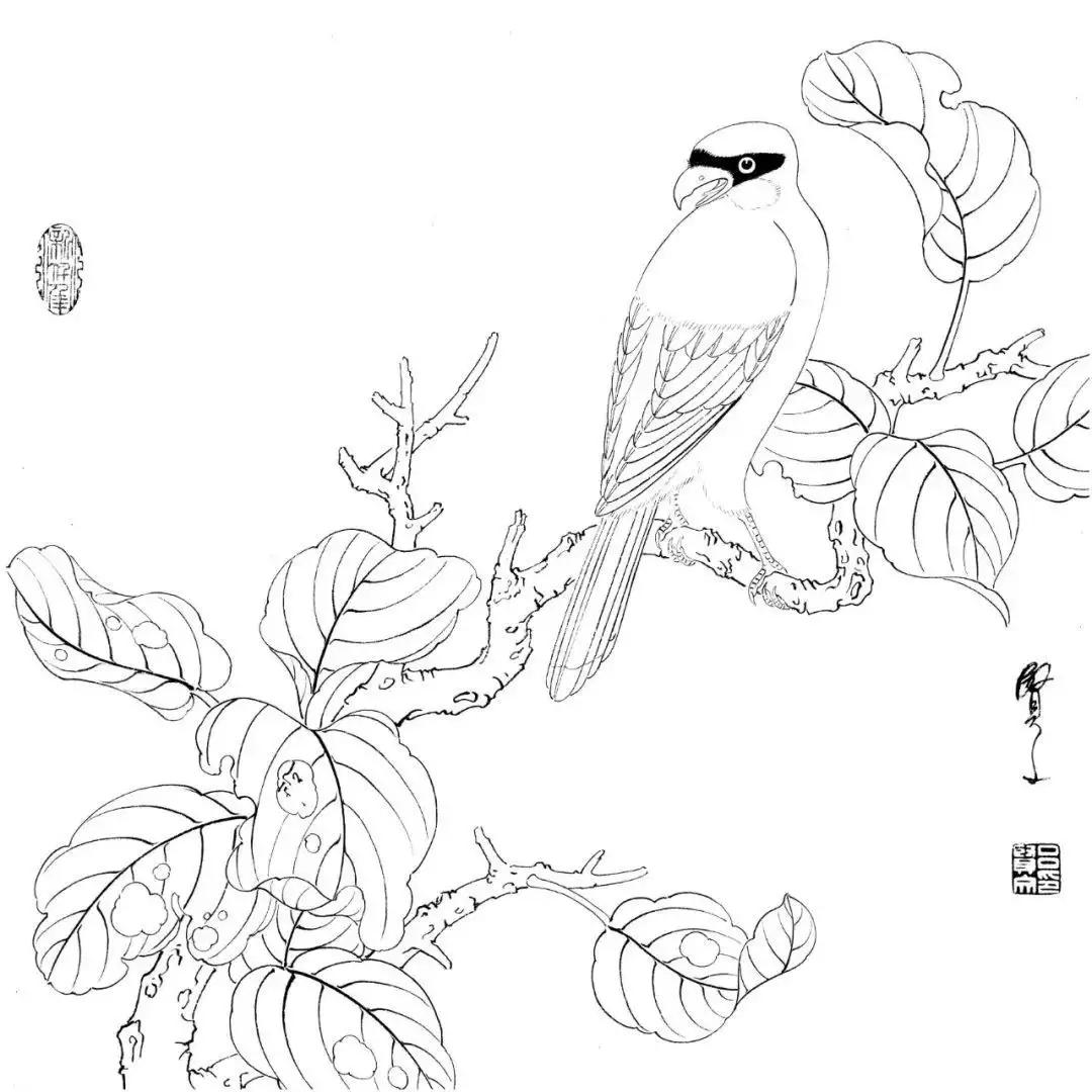 分享20副高清花鸟白描