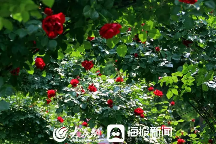 莱州月季花（莱州月季花开放时间） 第6张