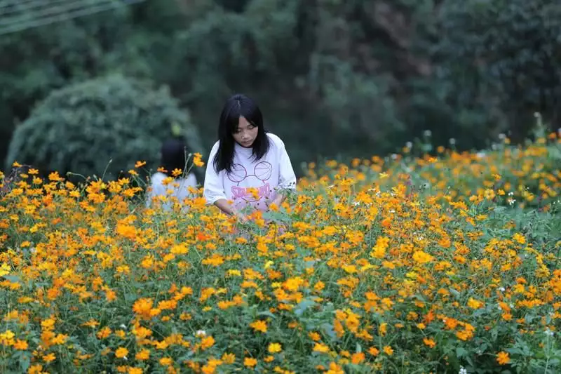 容县灵山镇：硫华菊盛开引客来