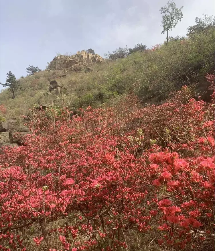 蓼子花（蓼子花海） 第8张