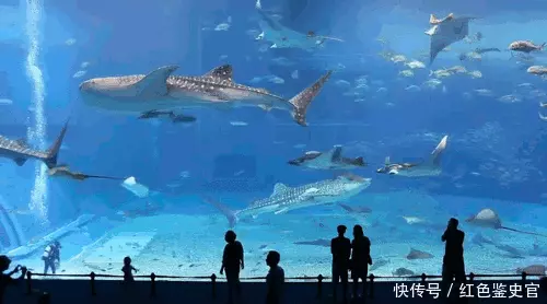 章鱼有9个大脑能编辑基因，智商高到无法理解，为啥没发展出文明为何地球选择碳基生命？