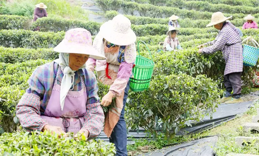 广西贵港：春茶采摘正当时曾经倾国倾城，如今变路人大妈，这4位女星的颜值说丢就丢！（贵港品茶的联系电话）