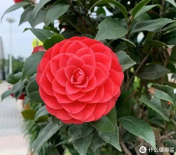 年宵花（年宵花是什么花）