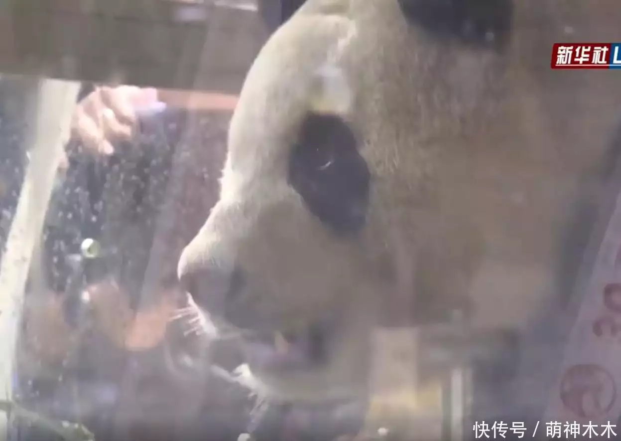 熊猫福宝韩国饲养员装哭惹群嘲,两个摄像师跟拍特写,比韩剧还假攻破50年导弹难题,山东女子造出天眼导弹,一己之力助中国崛起 熊猫福宝韩国饲养员装哭惹群嘲,两个摄像师跟拍特写,比韩剧还假攻破50年导弹难题,山东女子造出天眼导弹,一己之力助中国崛起