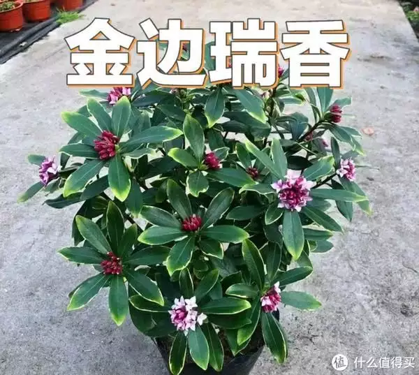 年宵花（年宵花是什么花） 第7张