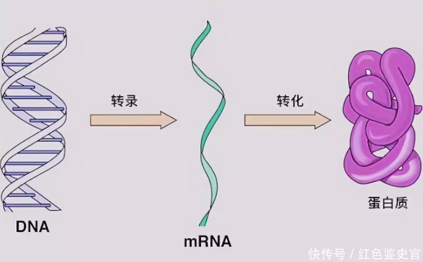 章鱼9个大脑能编辑基因，智商高到无法理解，为啥没发展出文明？（章鱼有三个大脑吗）