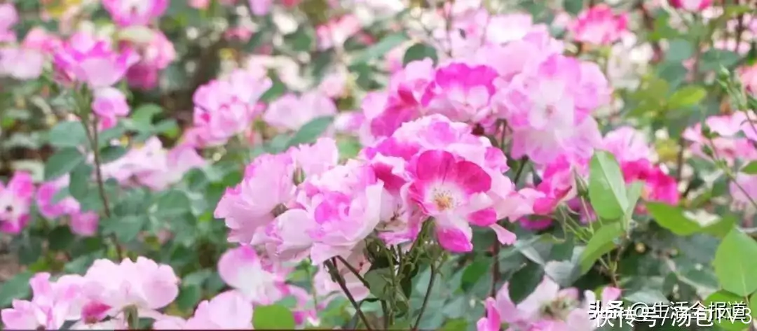 月季花的功效与作用（酒泡月季花治膝盖疼） 第3张