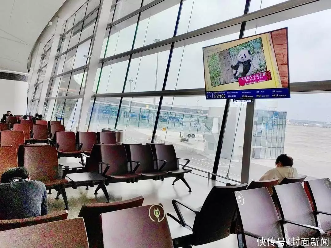 国际熊猫日 | 到天府国际机场看“熊猫”“打卡”生物多样性科普知识“中国巨星”到“查无此人”，47岁的赵薇，到底干了什么落此下场插图4