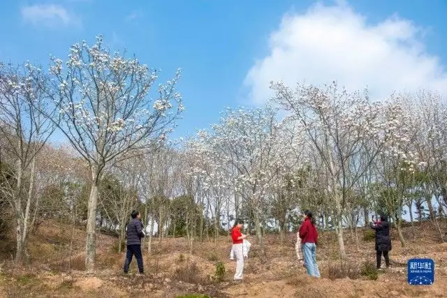 锦屏春暖（锦屏春暖欣欣向荣这本多少万字） 第2张