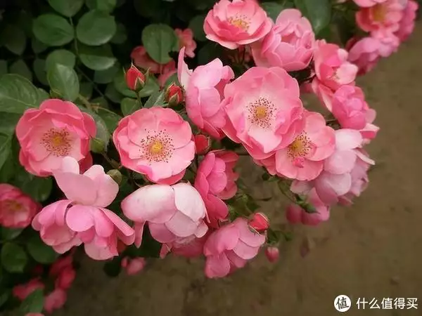 16个关于植物的冷知识，很多都是第一次听说，看完真涨见识华莎被告涉嫌演出淫乱罪，开腿、伸舌舔手引争议，网友：多管闲事