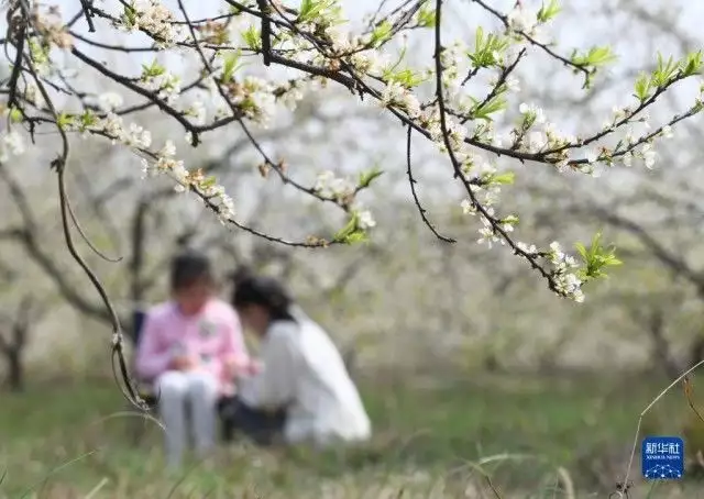 锦屏春暖（锦屏春暖欣欣向荣这本多少万字） 第7张