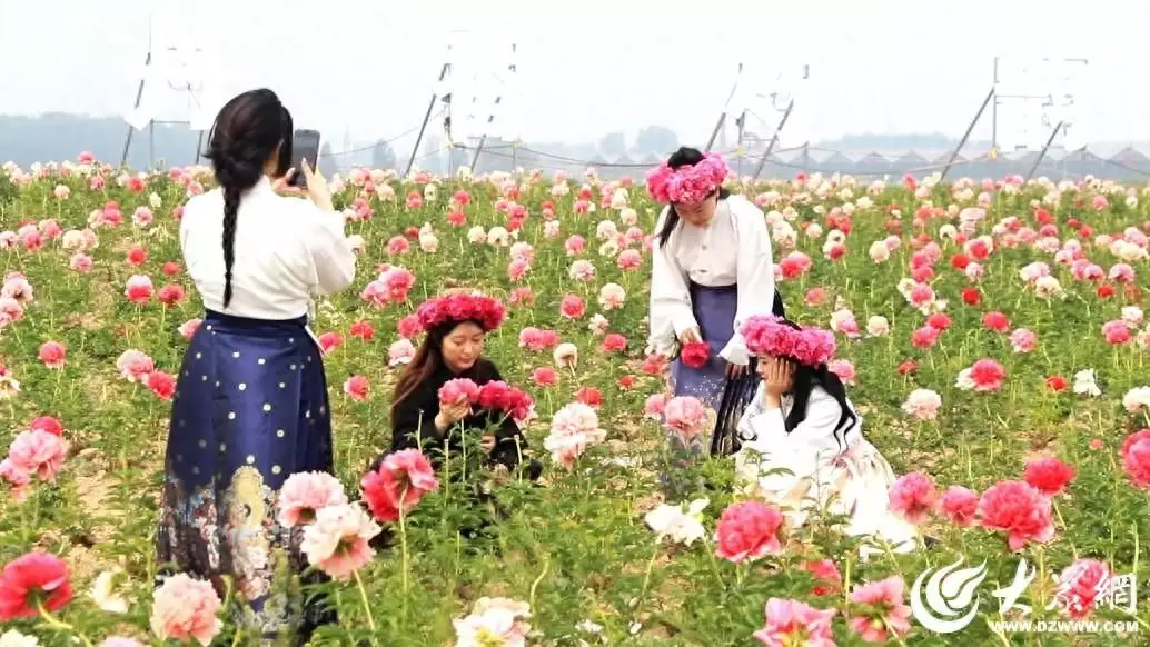 马面裙遇见菏泽“芍药簪花”古典与现代的完美融合