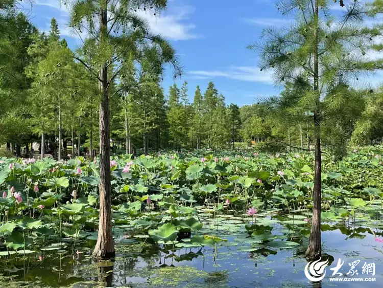 映日荷花别样红前一句（映日荷花别样红下一句诗是什么） 第3张