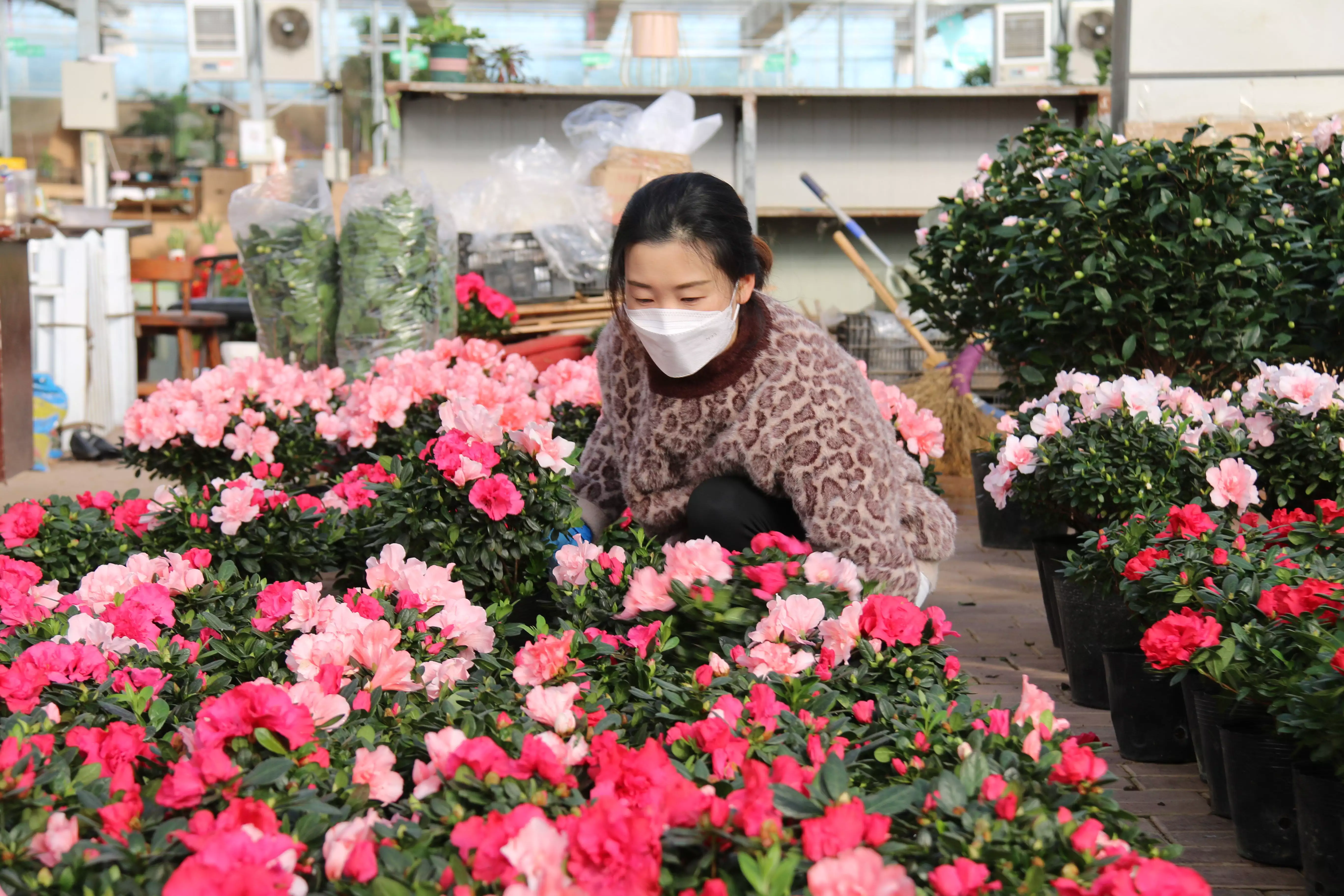 大花蕙兰价格（大花蕙兰的价格） 第3张