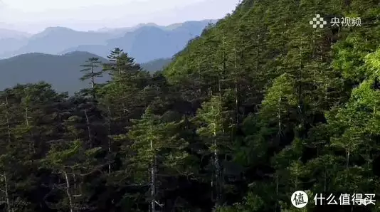 神农架野人真实照片（神农架野人图片大全） 第5张