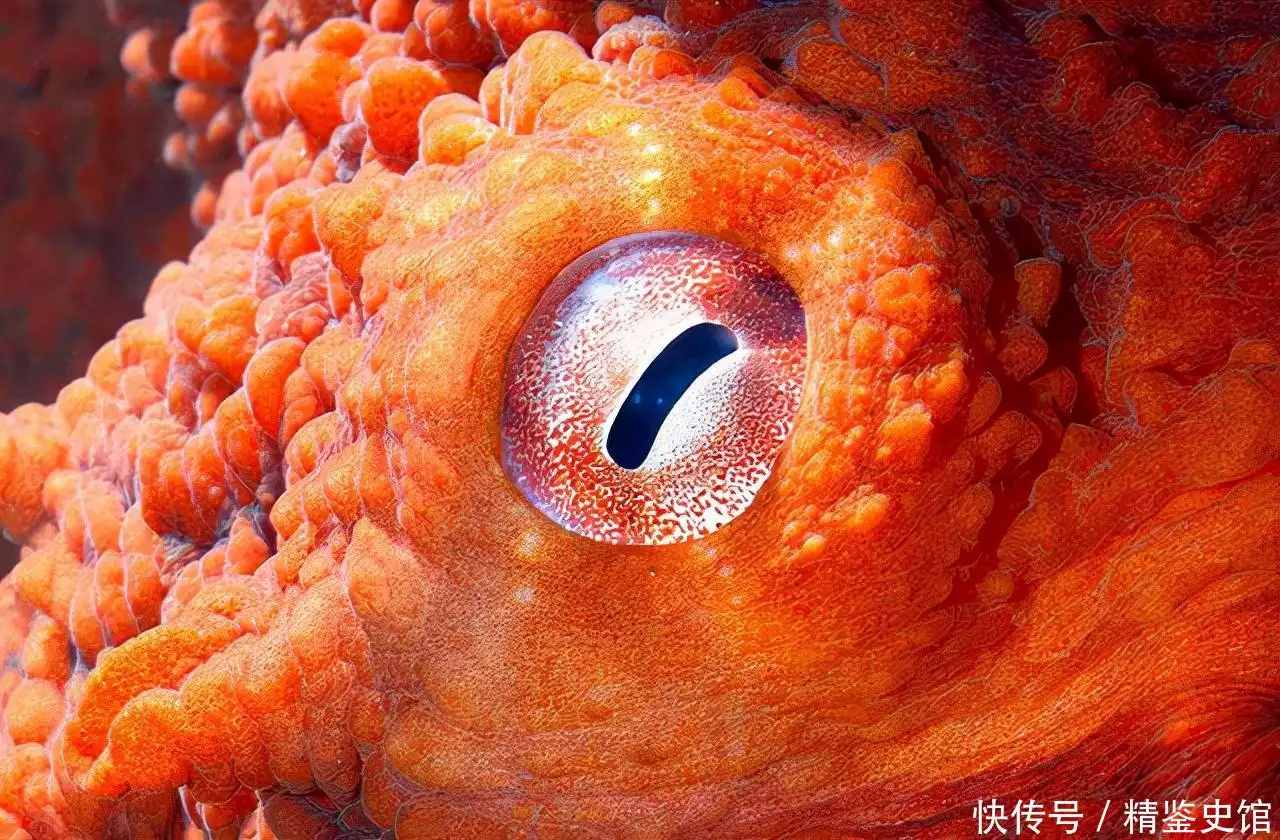章鱼有9个大脑，进化出超高的智商，会对人类造成威胁吗？
