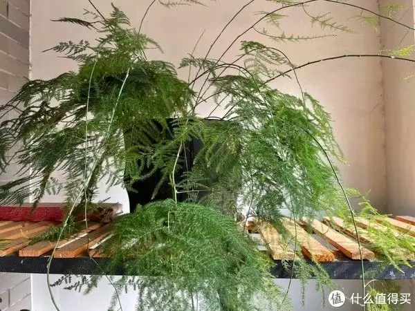 最美丽的花（最美丽的花朵图片） 第16张