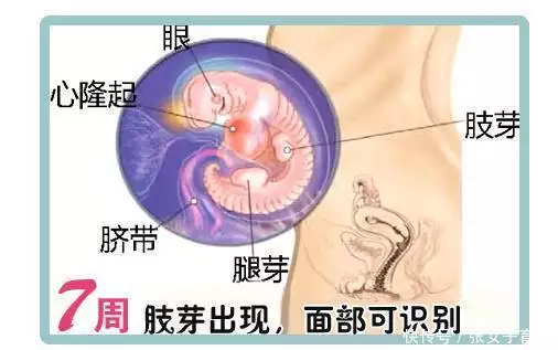 干货分享（假尿证明怀孕）开一张假的怀孕尿检单子 第3张