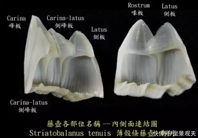 大白鲨（大白鲨一共有多少颗牙齿图片） 第5张