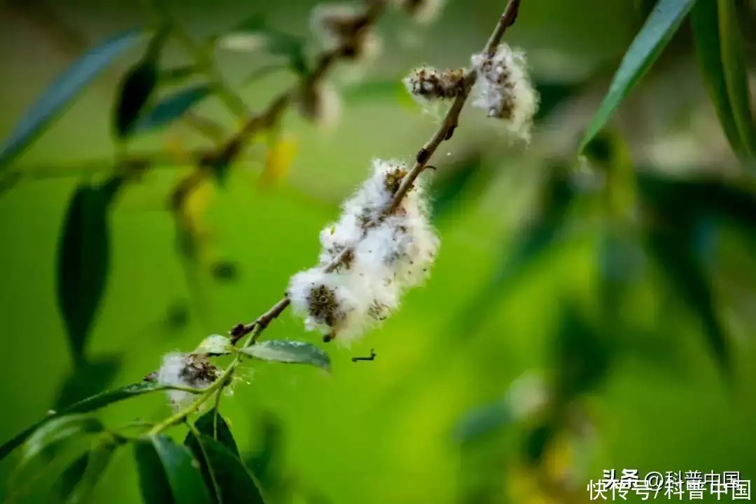 什么植物是靠风的力量传播种子（种植金线莲有风险吗） 第1张