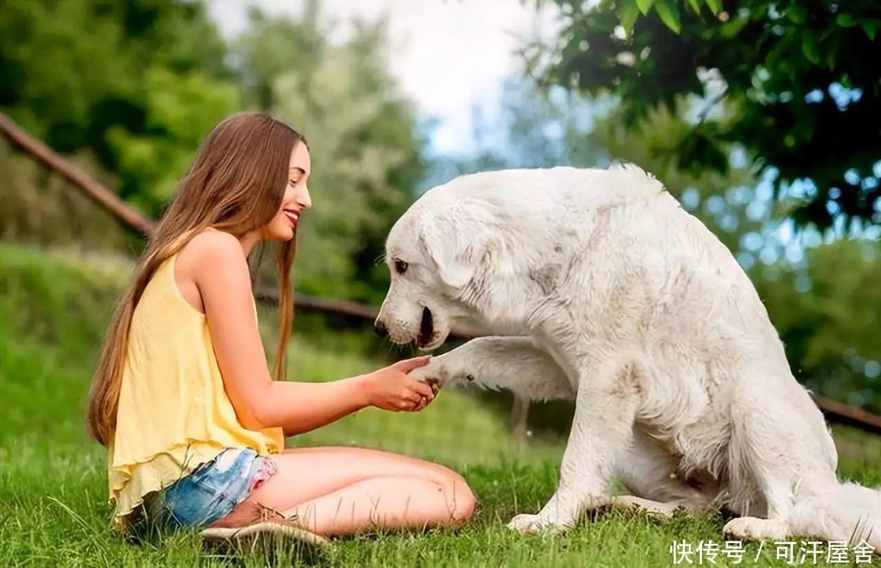 原創(chuàng)（女生適合養(yǎng)大型犬還是小型犬）女生養(yǎng)大型犬的好處，為什么好多女生喜歡養(yǎng)大型犬，女生適合養(yǎng)大型犬嗎？一張嘴“毀”了整張臉，這7位明星告訴你，嘴巴能有多拖垮顏值，駱駝祥子第四章讀書筆記，