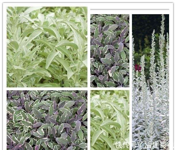 鼠尾草绿，最显白最有生机和希望的颜色，时尚博主三木也被圈粉了_【快资讯】