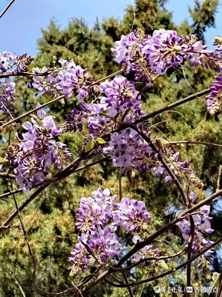 紫藤花（紫藤花一年开几次花） 第4张