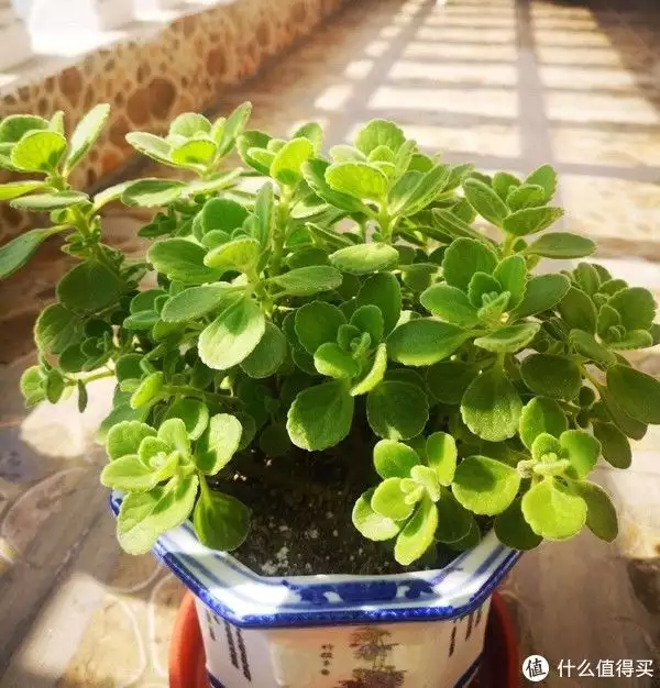 花蚊子（上海花蚊子图片） 第7张