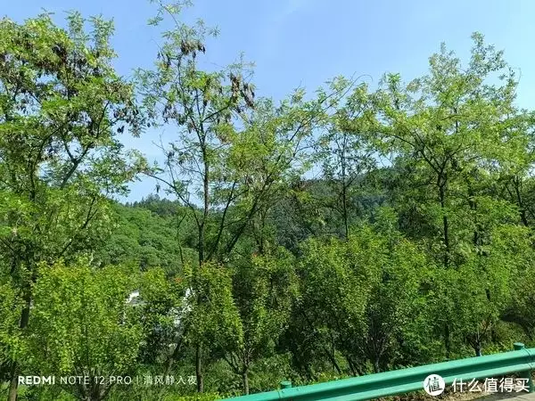 石楠花（石楠花为什么要种在学校） 第4张