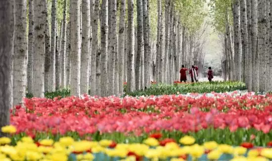 七彩鲜花（七彩鲜花）