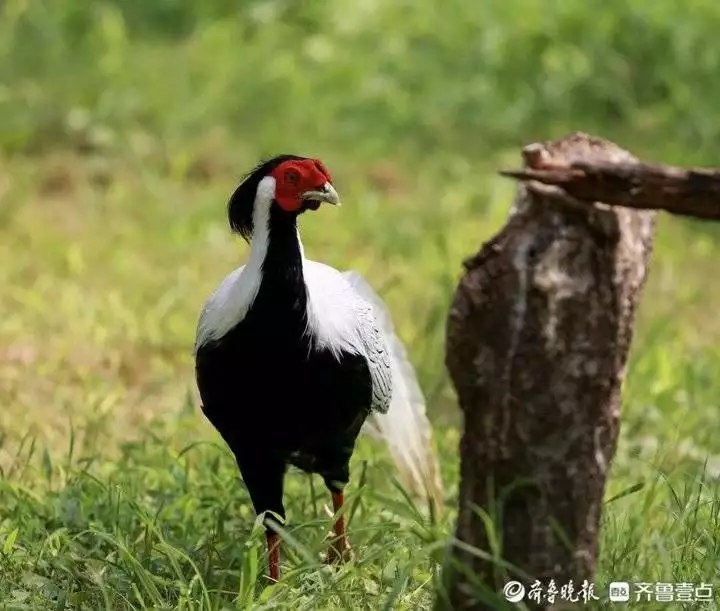 鸟类知识科普|白鹇回顾：世界上“诡异”的3座佛像，一座在日本，另外2座都在中国插图