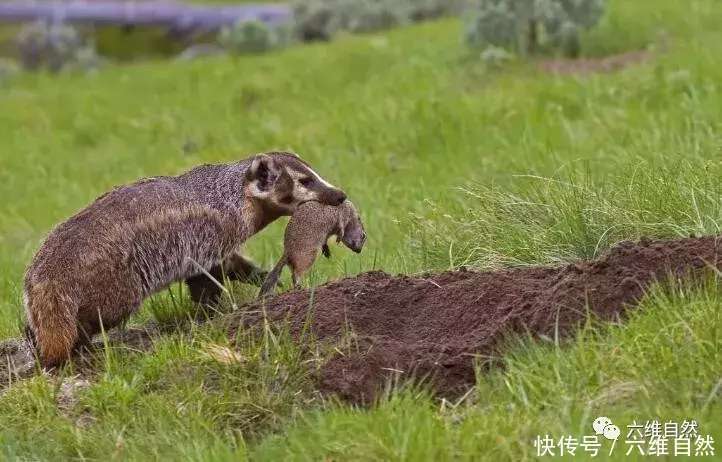 鼠类最害怕的“狼獾”，美洲獾捣毁鼠洞，郊狼负责追捕！_【快资讯】