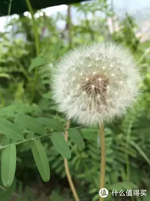 干辣椒（干辣椒的长期保存方法有哪些） 第2张