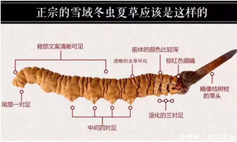 乏力草（乏力草根的功效与作用） 第12张